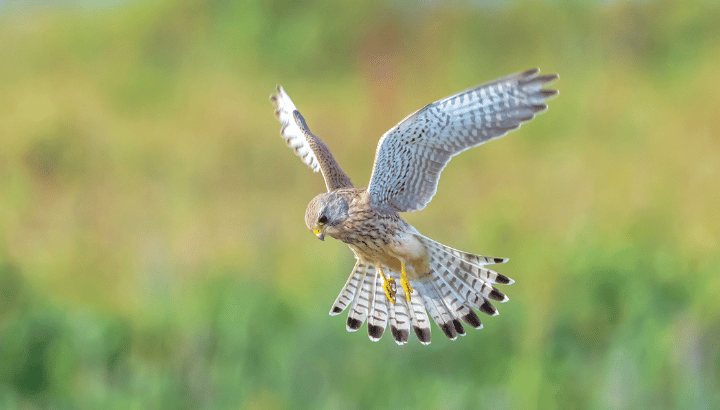 Co-locataires à plumes : vivre ensemble en ville ?
